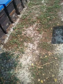 水稻田撒农药的难题与对策