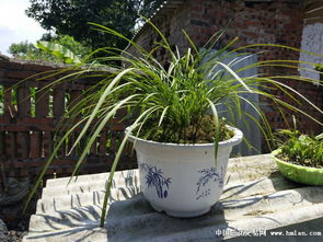 春季兰花吹芽，你真的懂吗？