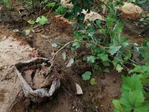 六月份，树木种植大作战！