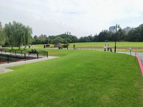 北方公园草坪种草指南：耐寒耐旱的草种大揭秘！