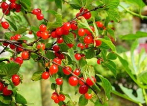 苍耳子的成长之旅：从萌芽到成熟的点点滴滴