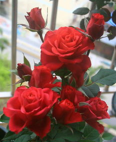 四月月季孕蕾期， 浇水不Neng偷懒