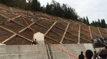 这些草凭什么这么刚？