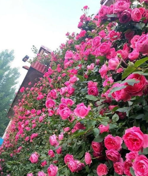 浇水管理：盆栽月季，注意浇水量