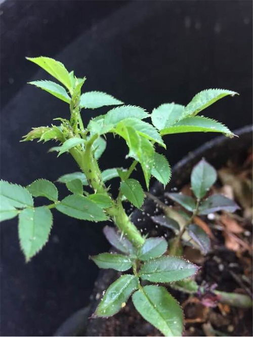 月季需要除草吗？