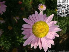 种植时间与开花秘密