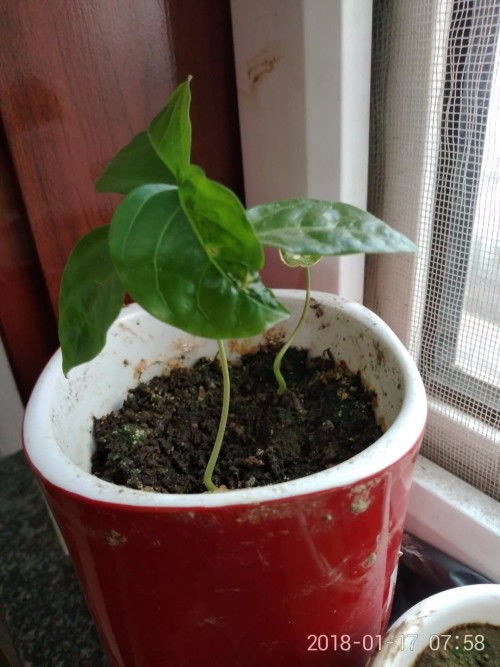 百香果苗挑选的重要性