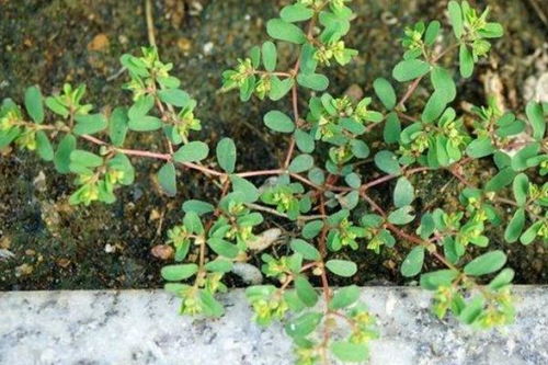 低洼田种草，抗涝神草大揭秘！