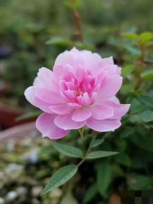 花朵细节