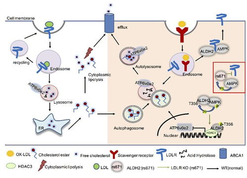 抗药性破解实战策略