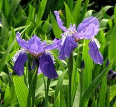 草本植物的推荐