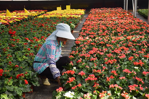 花卉种植，不仅是装饰那么简单
