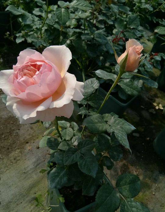 如何鉴定欧月， 避免买到小白花，买到正版欧月和月季？