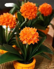 昙花如何进行科学栽培，才能确保其开花时花朵鲜艳、花期延长