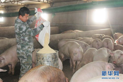 请问在养殖生猪过程中，每天需要投喂多少饲料才能保证其健康生长？