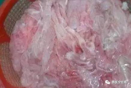 母猪产后胎盘检查方法？胎盘不下怎么办