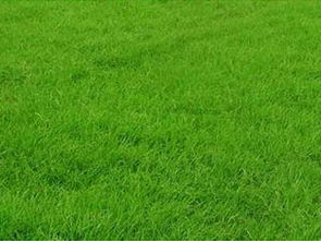 不同规格马尼拉草坪，价格大不同