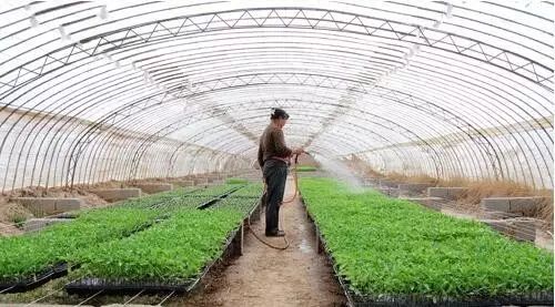 冬季大棚种植， 选对蔬菜hen重要