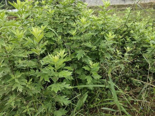 除草，到底怎么除？