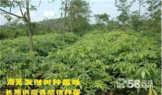 有机肥的妙用， 远离烂根烦恼