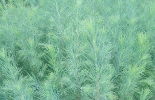 雪松种类繁多， 发货快，价格亲民