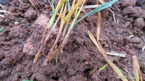 根腐、 根朽病类