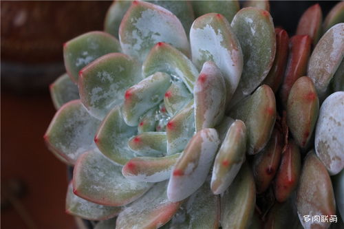 雪莲花图片大全：雪莲花究竟有多美