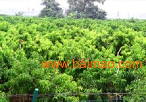 南京蕞大的苗木基地：滴水珠苗木种植场