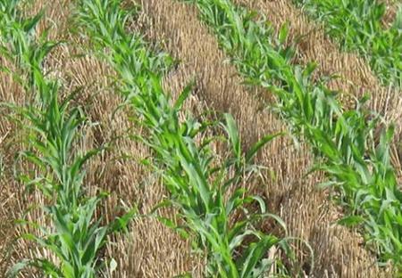 转基因作物与除草剂：相爱相杀