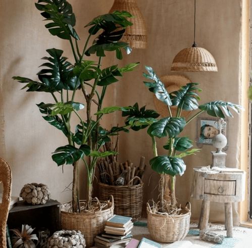 菊花：延年益寿的象征