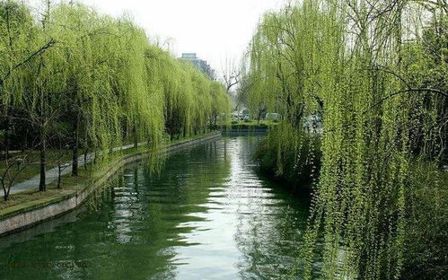 3. 根系受损
