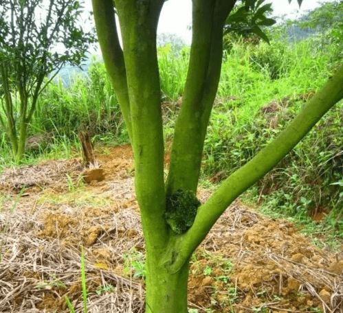果树长青苔是什么原因引起的，如何防治青苔病？