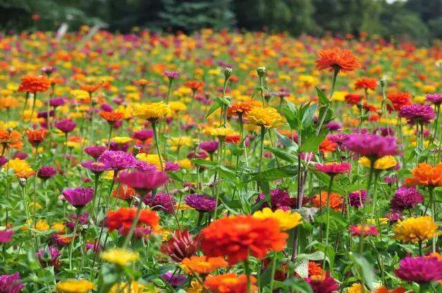 百日草：轻盈飘逸， 宛若薄纱