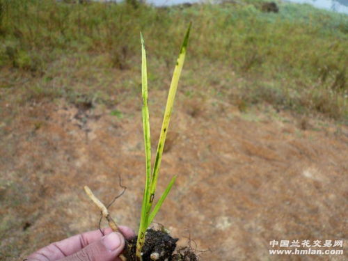 琴叶龙斑点枯黄，为何如此独特