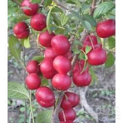 亲朋好友传口诀