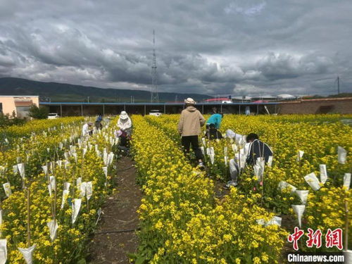 六盘水草地植物多样， 高海拔种植智慧多