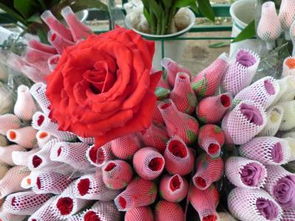 如何辨别品质选购？小技巧大揭秘