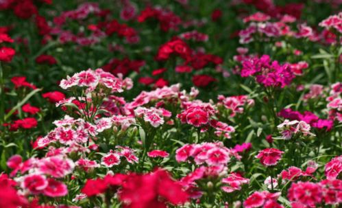 春天里的花海盛宴