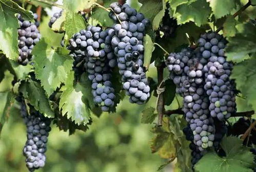 绿色种植，才是王道