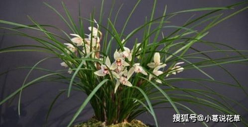 兰花生长的神秘之地