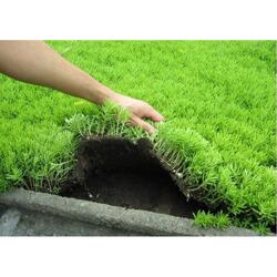 佛甲草种植，利大于弊？