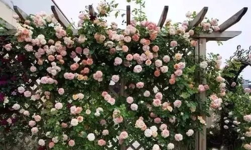 藤本月季的种植与养护