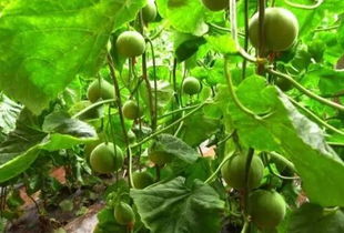 甜瓜耐寒极限：-2℃以下易冻害