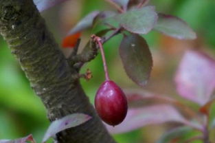 口感如何？直接食用平安吗？