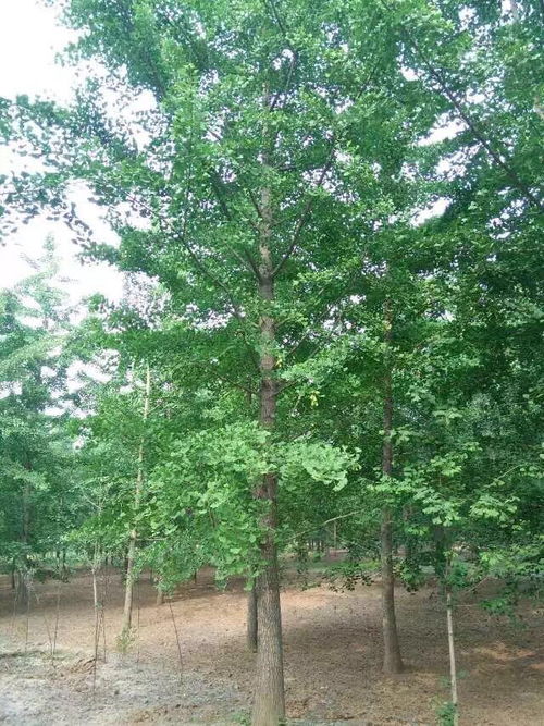 银杏树的价格探秘：5公分银杏树值多少钱？