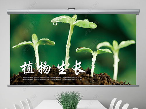 绿植养护，如养心之术