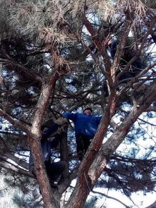 大自然的防御：带刺的树