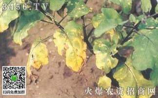 掌握温度秘籍：打造茄子完美生长环境！