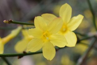 迎春花，扦插繁殖的“小嫩手”？