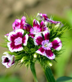 桂竹香， 耐寒怕热